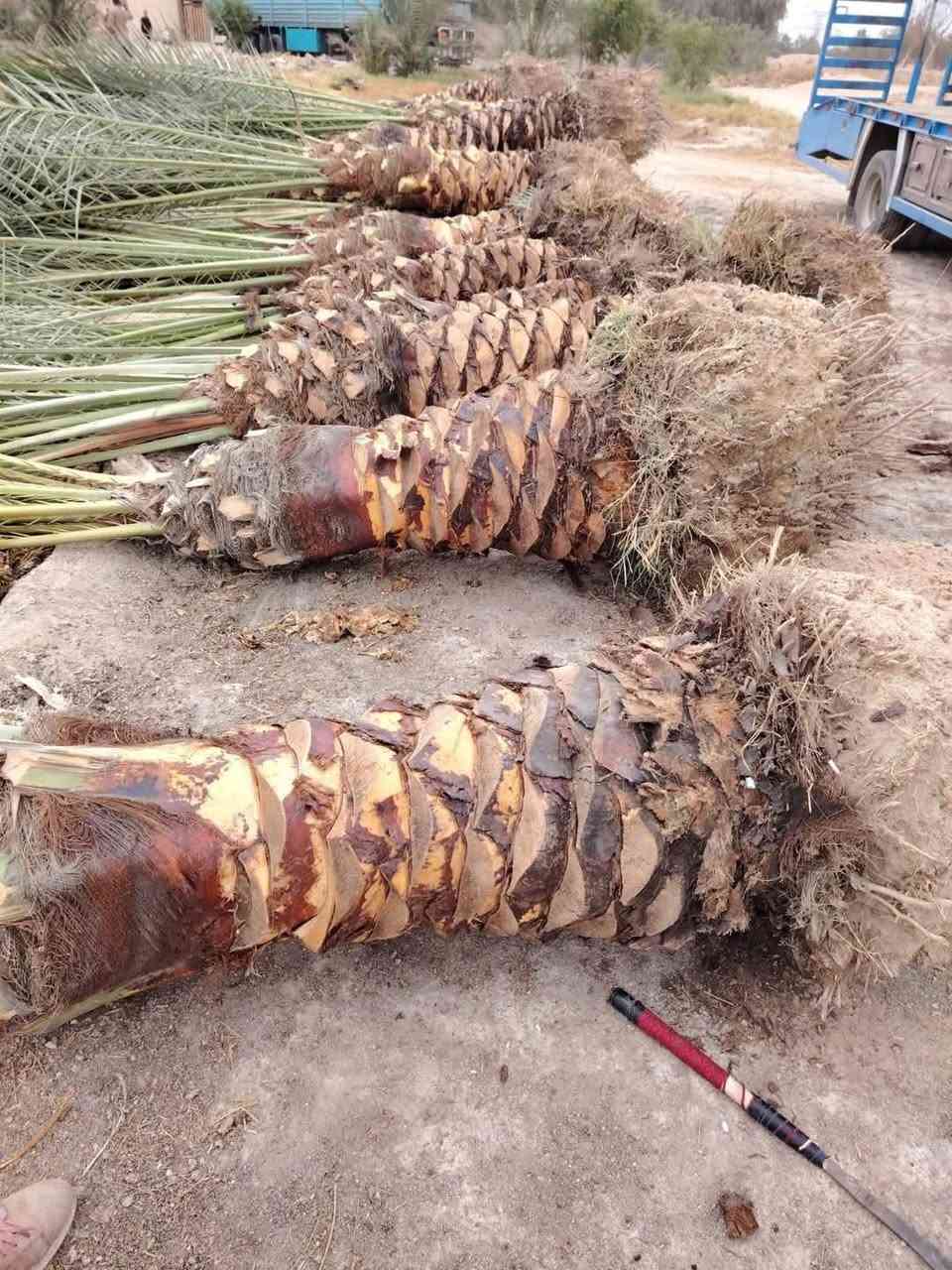 🌴🌟 تتوفر لدينا كافة أنواع الفسائل بأصناف مميزة ومضمونة 🌟🌴

الأنواع المتوفرة:
✅ برحي 🌱 خستاوي 🌱 بريم 🌱 عمران 🌱 تبرزل 🌱 مكتوم 🌱 جمالي 🌱 اشرصي 🌱 بربن 🌱 حمراوي 🌱 شكر 🌱 شوثي أصفر ✅
جبجاب  بلكه حمرت الجبل اصابع العروس عويدي ديري 
مجهول خضراوي عوينت ايوب جمال الدين 
🔶 جميع أنواع الفسائل مقدمة بأمانة الله ورسوله، خاصة من مزارعنا.
🔶 متوفرة بأحجام متعددة حسب الطلب، وتشمل الفسائل للأمهات والذكور.

🚚 توصيل لجميع محافظات العراق للطلبات 10 نخلات فما فوق.

☎️ لمعرفة الأسعار أو الاستفسار، يرجى مراسلتنا من الزر اسفل المنشور او على الارقام:

📲 واتساب
📲 ***********
📲 ***********
***********

💼 جاهزون لتجهيز دوائر الدولة، المشاتل، والمزارع الخاصة والعامة.
✨ فضلاً، ندعوكم لدعم صفحتنا عبر المتابعة والمشاركة، وتحية حب وتقدير لكم 🌹🌹
