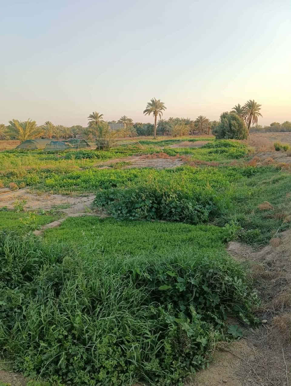 السلام عليكم  اربع دونمات لبيع بقضاء عفك مكان خان لفته على توزيع جديد مال مياحي بنهايه تبليط متوفره كل خدمات ماء كهرباء تبليط يبعد عنه ٢٠ متر  مولد شارع طابو زراعي سند ٢٥  اارض  بيه مضيف اساسه كونكريت  طوله عشر امتار  بيت ما بيه. بيه خان حلال  بيه ٧٥ نخله  ارض حلوه. مستطيله  تبعد عن سوك عفج دقيقتين  ارض مشروع   او استثمار حقول  او مخازن  او سكن   ارض مو شرط تباع كله الي يريد دونمين هم يبعونه  عادي  بس سعر يختلف ٠

للتواسل علق ب كلمة تم اجاوبك


**إذا كنت صاحب هذا الإعلان وتريد حذفه لأي سبب، رجاءا أرسل رسالة إلى الدعم الفني**