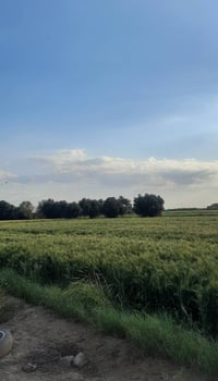 ٢٥ دونم زراعي للبيع الدونم ٢٥ مليون سند ٢٥ ارض زراعيه سند ٢٥شاطيه مزرو...