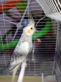 كوكتيل • فحل • جاهز