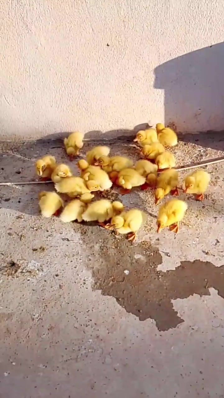 جوجکەی مراوی هۆڵندی تەمەن یەک ڕۆژ، شاری کەلار. ***********، وەتس ئەپی لەسەرە...
