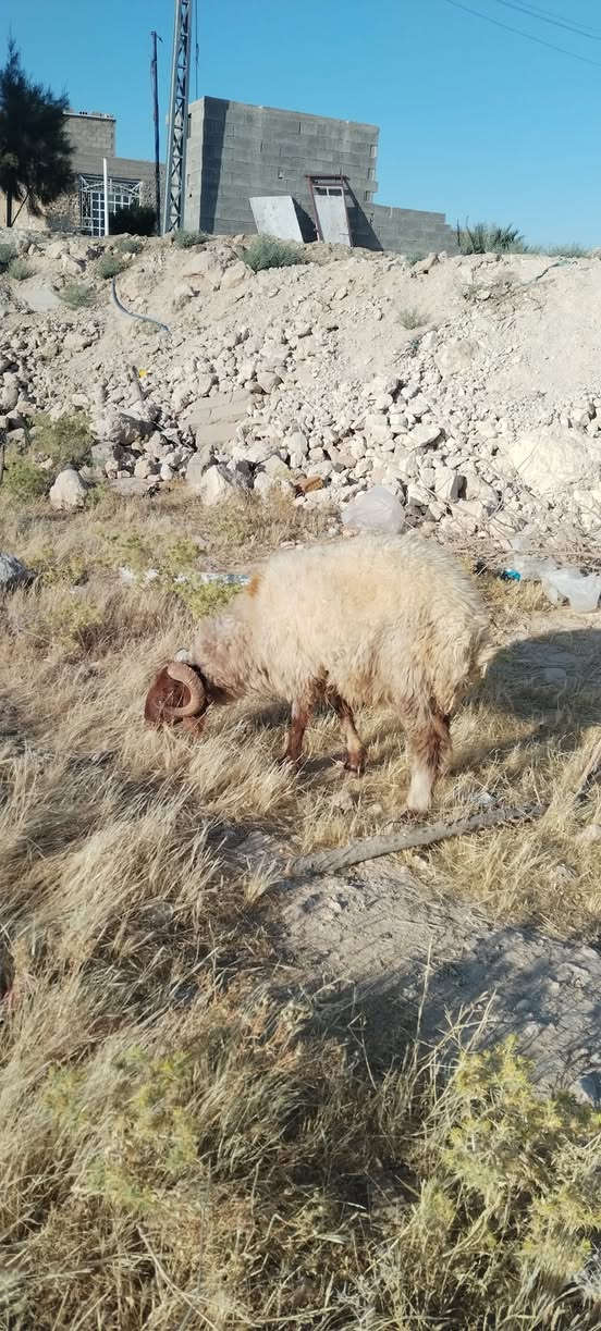 سلام عليكم جبش ثني للبيع مفول لحم خير من الله الي عنده عليه طمع يتصل ودلل هاتف ***********
