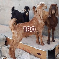 للبيع 3 فحل 07759235718