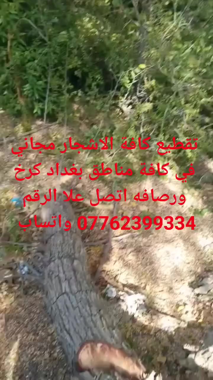 تقطيع كافة الاشجار مجاني في كافة مناطق بغداد كرخ ورصافه اتصل علا الرقم *********** واتساب
