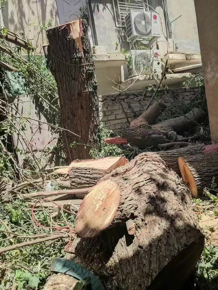 جاهزون لقطع الأشجار والنخيل في بغداد العالقة  ا والعملاقة والصعبة بكادر متخصص للاتصالل
 الجميع  الرقام التاليه يوجد***********///***********‬‏ وادساب
