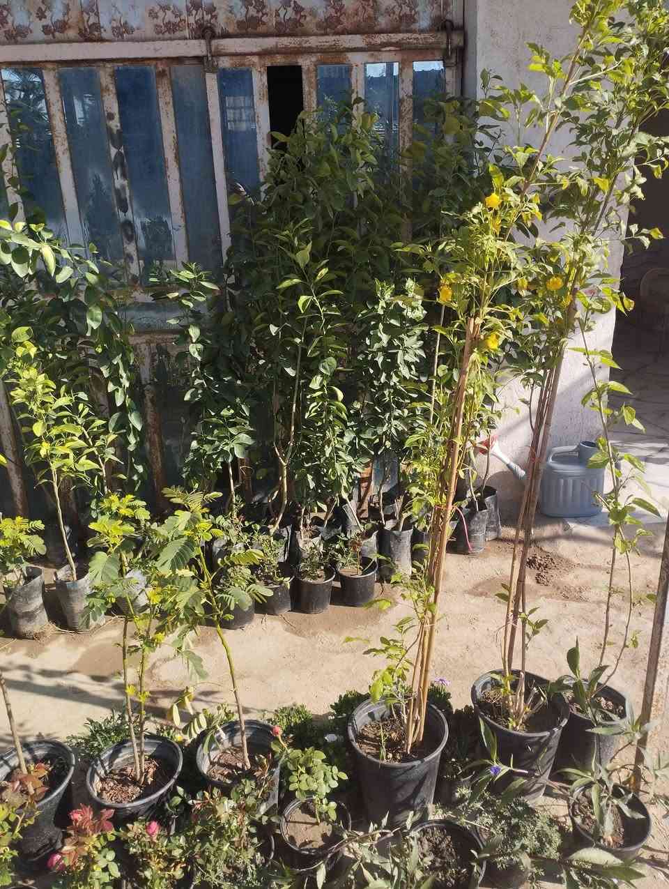 على بركة الله يتوفر انواع الاشجار والورد الجوري العراقي بكافة أنواعها في مكتب المصطفى الزراعي حله ورديه خارج البونافع


**إذا كنت صاحب هذا الإعلان وتريد حذفه لأي سبب، رجاءا أرسل رسالة إلى الدعم الفني**