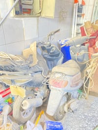 منغولي • بطة • ماكس