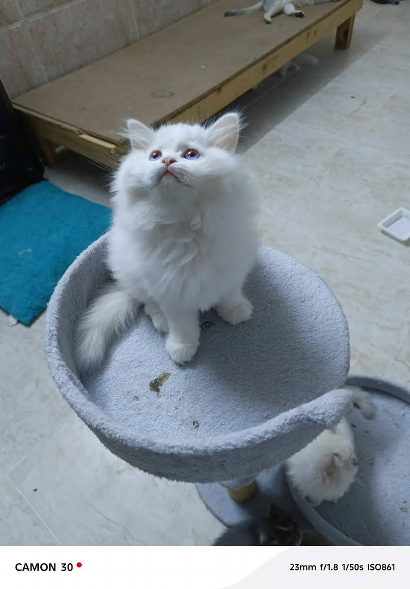 قطط 🐈 العمر شهرين جاهزين بيتهم الجديد


**إذا كنت صاحب هذا الإعلان وتريد حذفه لأي سبب، رجاءا أرسل رسالة إلى الدعم الفني**