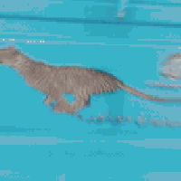 ستوته • موديل ٢٣ • شاص وأوراق