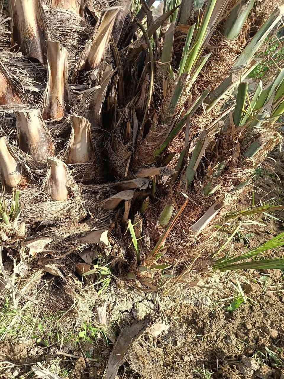 السلام عليكم ورحمة الله
يتوفر فسائل بريم وشويثي اصفر و عمراني خشن  للبيع 

مكاني السماوة ***********
