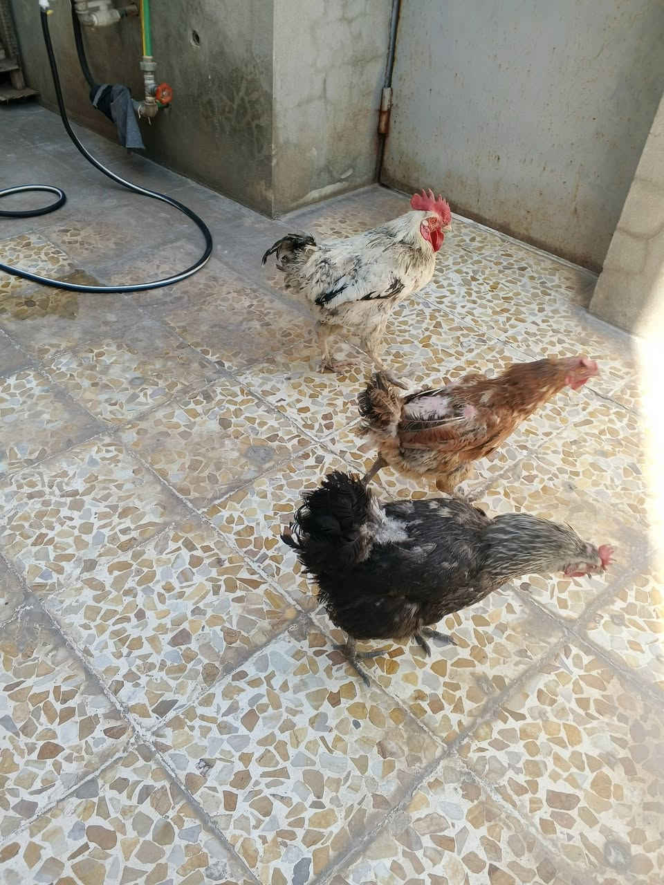 دجاج 2 مال بيت شرط بياض ،،،،،ديك عدد 1 سعر 40 ألف القفل ***********
