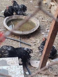 بيض دجاج • كوشن بلاك موتد • ٤ دجاجات