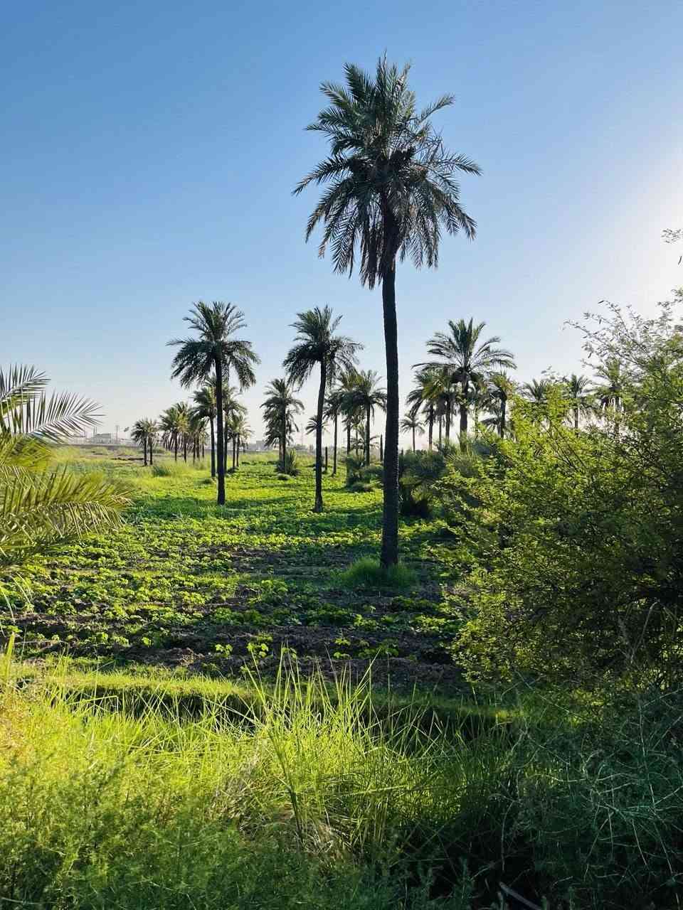بستان للبيع 10 دوانم بظهر جامعه ميسان طريق الكحلاء


**إذا كنت صاحب هذا الإعلان وتريد حذفه لأي سبب، رجاءا أرسل رسالة إلى الدعم الفني**