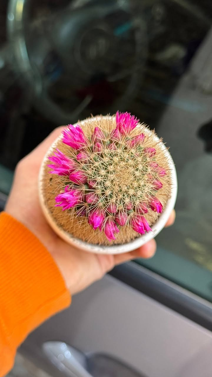 متوفر توصيل جميع محافظات العراق 🚕
لأي استفسار أو طلب راسلنا خاص 📩


**إذا كنت صاحب هذا الإعلان وتريد حذفه لأي سبب، رجاءا أرسل رسالة إلى الدعم الفني**