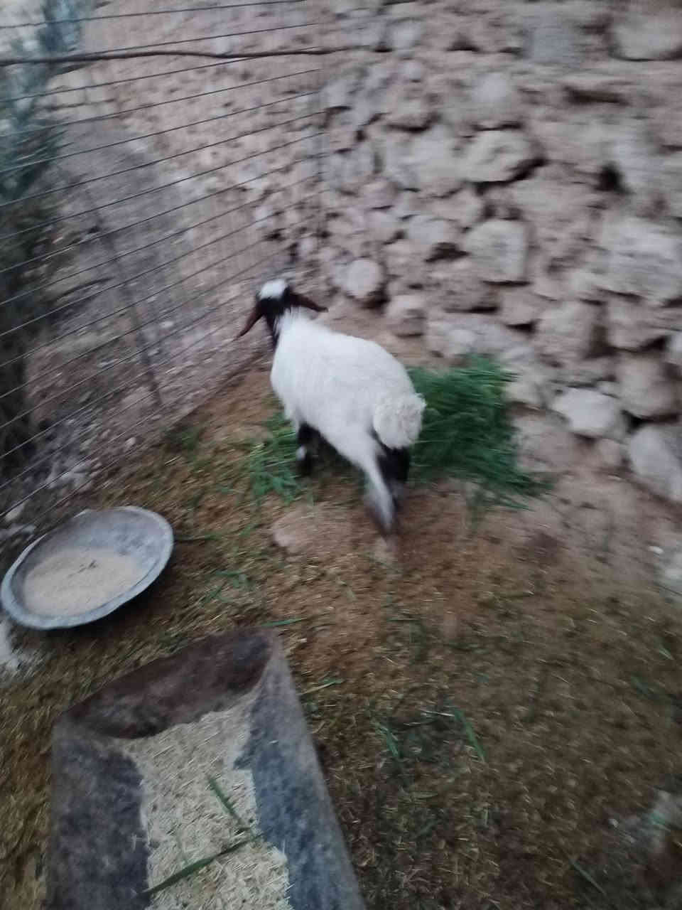 سلام عليكم متاح طلي ياكل نصاح على كل عيب فول مواصفات سعر ١٨٥ بي مجال بصيط مكان حديثه ليريد يجي خاص او يتصل على رقم ***********
