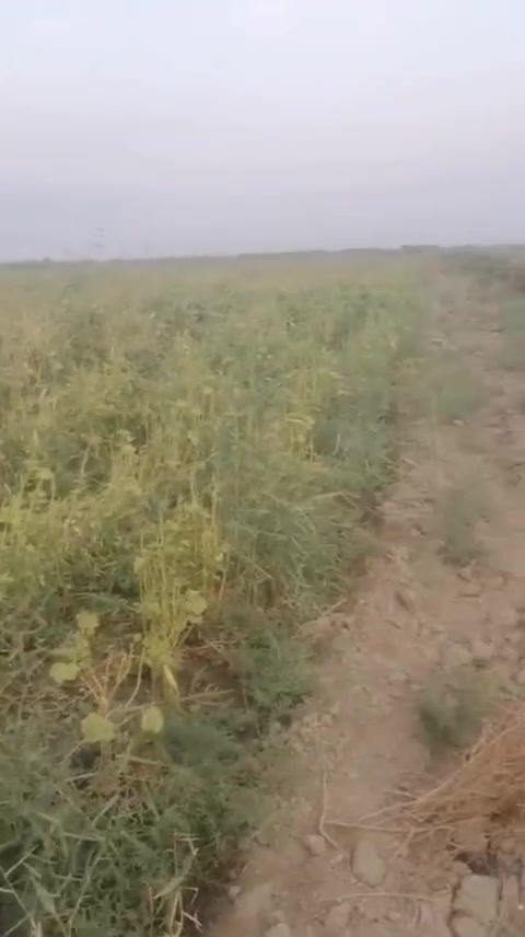 سلام وعليكم أرض زراعية لل بيع منطقت الخنزيري شارع مدينه جبايش قربيه عل شارع المشايه قريبه عل صيطره الخنزيري مدرسه ابتدائيه كهرباء 4 خطوط ضغط عالي  أرض عقد زراعي مرتسم زراعى مقاطعه 53 اتصال عل رقم *********** غير متواجد عل نت بسبب نت اتصال هاتفي مع رقم مساحت الارض بيع من 7
دونم الا 6 دونم سعر دونم 7 و500 عل شط الفرات @إشارة
