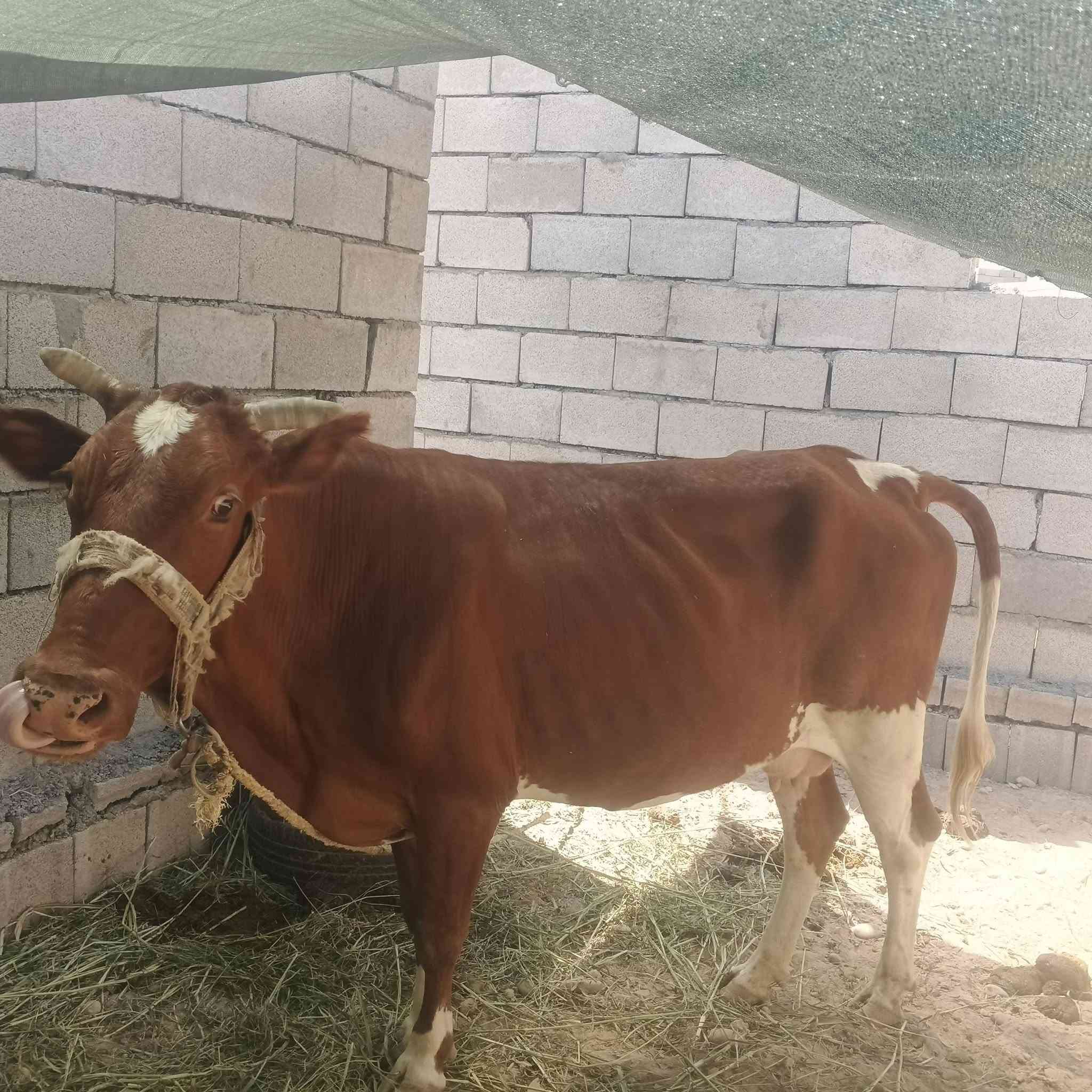 السلام عليكم مكلف بل نشر للبيع
للاستفسار عل رقم ‏‪***********‬‏
