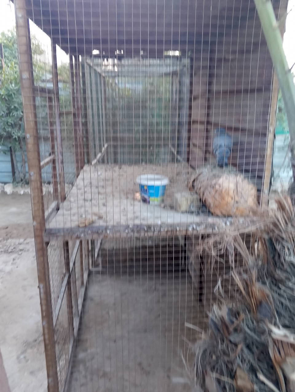 السلام عليكم حبايبي. قفوصه حديد للبيع مكان بغداد السيديه قرب تقاطع درويش السعر 100 وبي مجال راقم ***********بي واستاب
