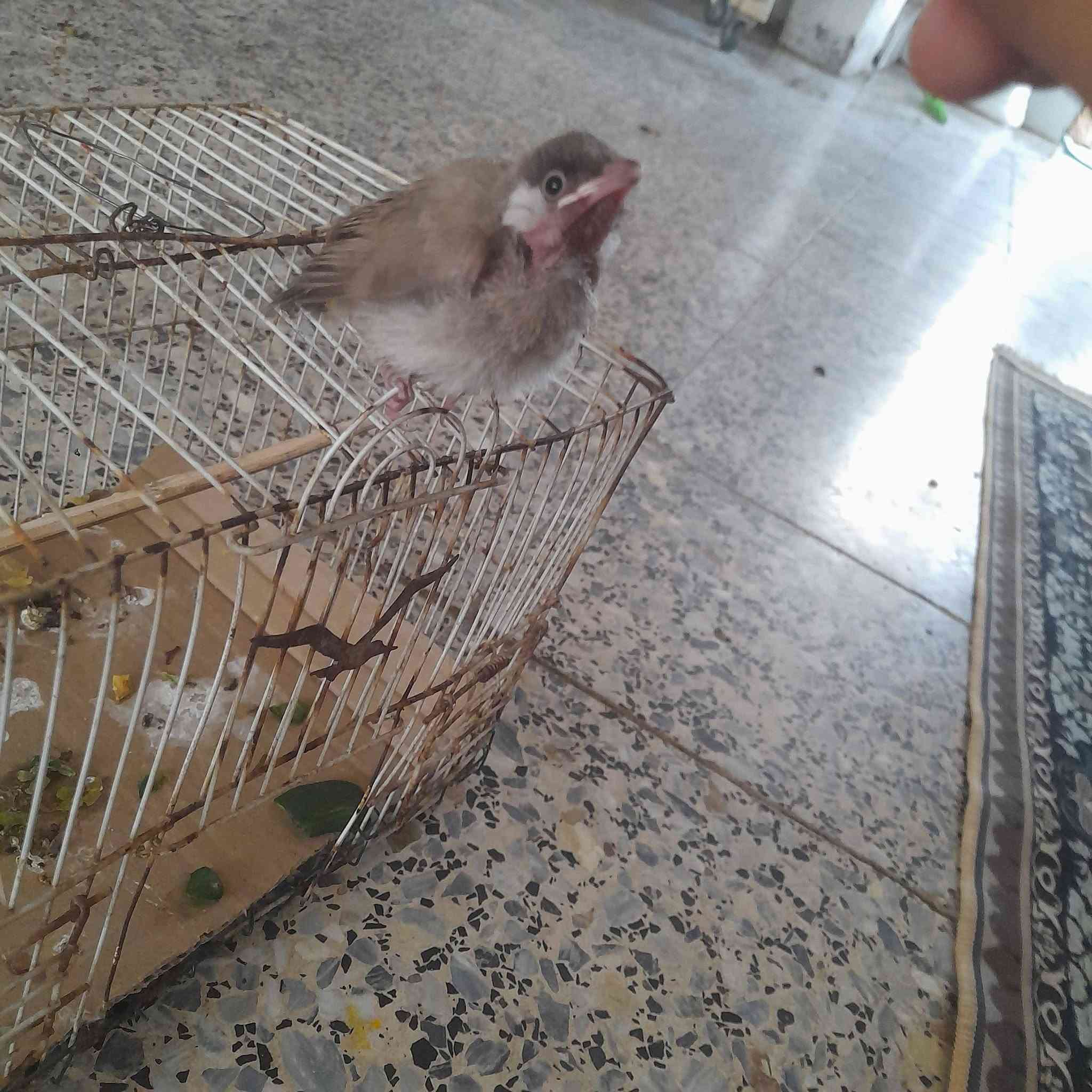 السلام عليكم ورحمة الله وبركاته بلبل أليف ابيض الخدين السعر 30 وبي مجال رقم ***********
