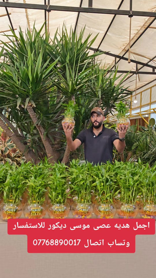 اجمل هديه عصى موسى ديكور للاستفسار وتساب اتصال *********** #abed_flower #شعب_الصيني_ماله_حل😂😂 #نباتات_داخلية #نباتات #العراق 
