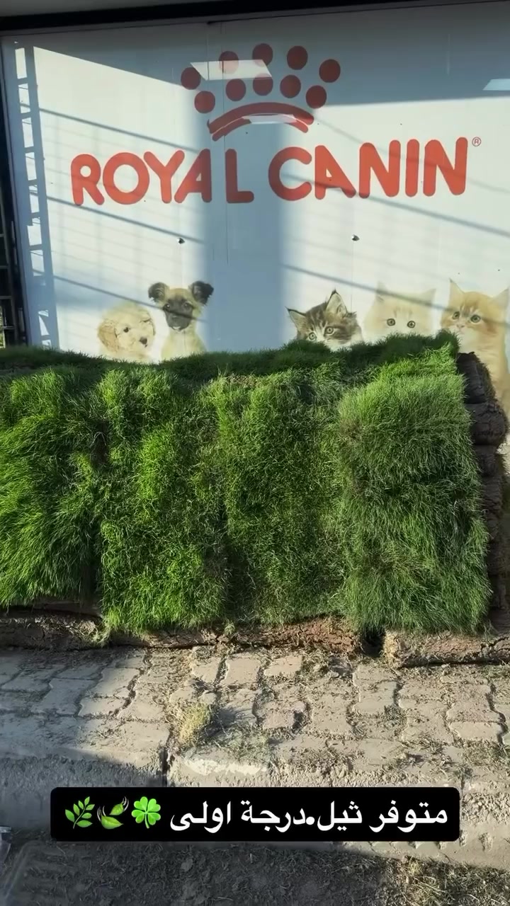 #ثيل  #ورد #زراعة  #مشتل


**إذا كنت صاحب هذا الإعلان وتريد حذفه لأي سبب، رجاءا أرسل رسالة إلى الدعم الفني**