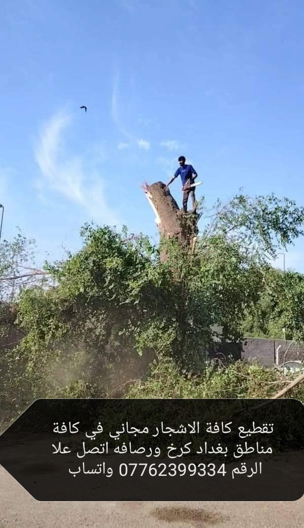 تقطيع كافة الاشجار مجاني في كافة مناطق بغداد كرخ ورصافه اتصل علا الرقم *********** واتساب
