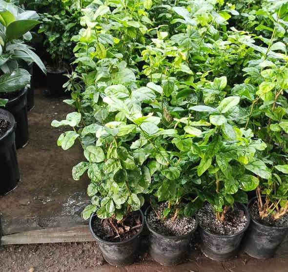 #نباتات_ظلية_منزلية
اكثر من نوع واحد 
وبأسعار شبه بلاش 
5 الف او 6  او 7 الاف فقط 
#توصيل متوفر لكل المحافظات العراقية 
#للحجز والاستفسار مراسلة الصفحة 
او واتساب ***********
#العنوان بغداد سبع ابكار
#نباتاتي #بغداد #ظليات #نباتات_منزلية #مشتل #بيع_النباتات #اكسبلور #فولو_اكسبلور #نباتات_ظلية
