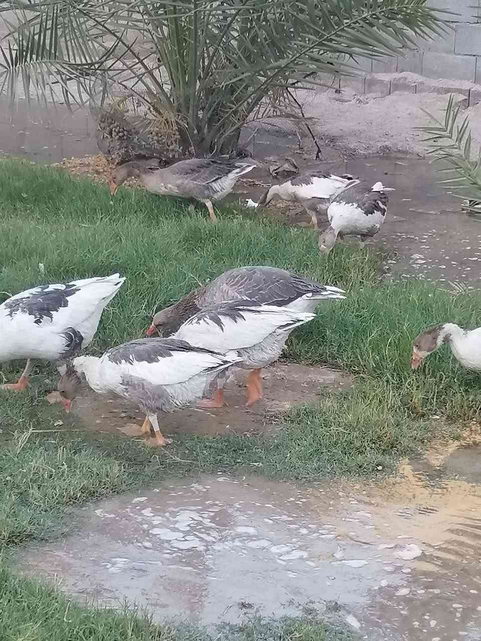 متاح بطوط عربيات الزوج ب ٤٥ المكان الزبير المكصب


**إذا كنت صاحب هذا الإعلان وتريد حذفه لأي سبب، رجاءا أرسل رسالة إلى الدعم الفني**
