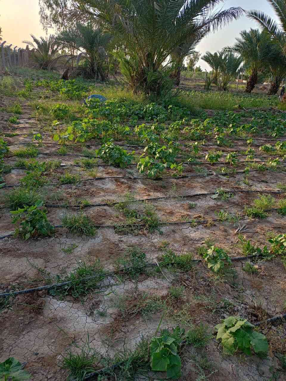 بستان للبيع مساحة 1200متر قريب على الشارع العام خدمات متوفرة  كهرباء وماء 
الموقع بغداد حسينية المعامل السياحي بالقرب من شركة اسوار بغداد للكونكريت الجاهز
***********
