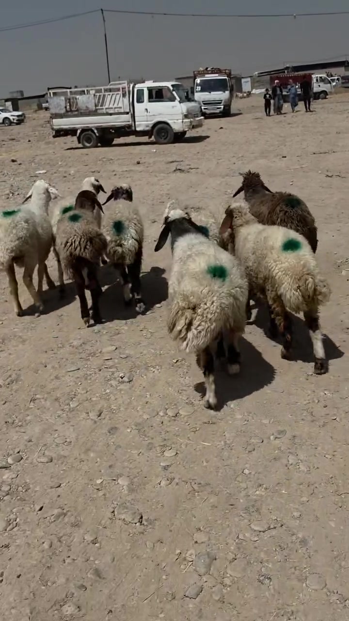 متاح غنم البيع العدد 10 موصل الجانب الايمن 
سعر الزوج 950 الف ***********
