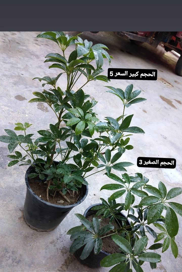 وصلوو وجبه جديده ورد ضلي 🪴
🌿 بيع ورد طبيعي ومنعش
🚚 توصيل مجاني داخل هبهب
📍 أقرب نقطة دالة: قرب مدخل المجمعات
📩 للطلب مراسلتنا خاص


**إذا كنت صاحب هذا الإعلان وتريد حذفه لأي سبب، رجاءا أرسل رسالة إلى الدعم الفني**