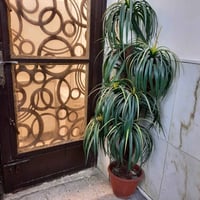 شجره زينه اصطناعية ب٢٥ العنوان علي الصالح ٠٧٨١٠١٤٠٢٦٩