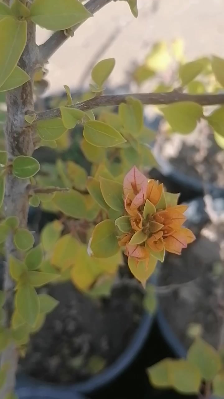 عروض عروض عروض
نهاية موسم وزرع بلاش بسعر التكلفه وتدللون
النجف الاشرف ناحية الحريه ***********
