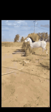 عطلتك عندنا **مزرعة الدير موثقه في تطبيق ( اجرلي وداركم و ريد فلاي لتج...