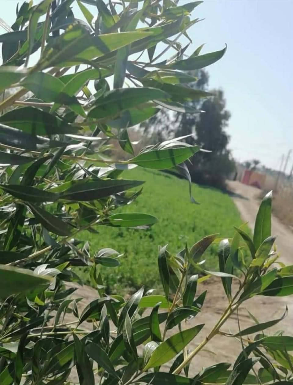 بلاش اللي يريد يجي بمكان بي راحه بال وخضار
  ارض 2 دونم ونصف مع بيت حديث مساحة 300 متر طابو زراعي سند 25  
يبعد عن التبليط 50 متر فقط 
متوفر جميع الخدمات من اساله وكهرباء وماء سقي 
الموقع / بابل ناحية الشوملي قرية الجوادية  
للاتصال *********** السعر مناسب اللي يرغب يتصل برقم
