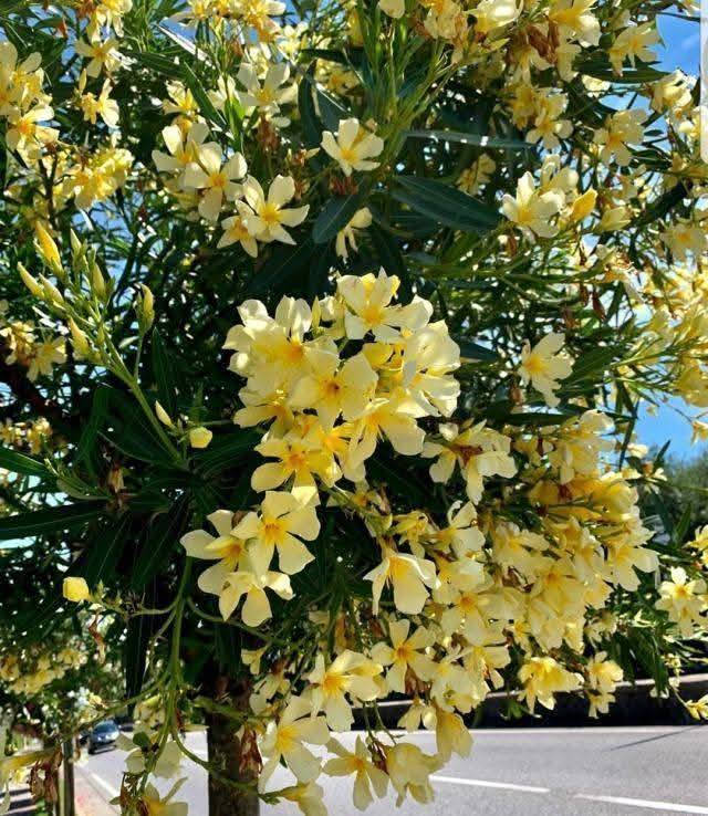 🍁#مشتل الحدائق والنباتات 🍁
توفرت الدفله صفراء القطمر 🌼💛

ارتفاع اقل متر تقريباً ✨ 
السعر ١٢ الف 🩷

الوصف النباتي بالاسفل 🍁 

تتميز الدفلة الصفراء بأزهارها الناعمة ذات اللون الأصفر الكريمي الجذاب، وتعتبر من النباتات الزينة المميزة التي تضيف فخامة ولمسة استوائية لأي مكان.
☀️ مميزاتها:
• تتحمل حرارة الصيف والشمس القوية
• تزهر لفترات طويلة خلال الموسم
• مناسبة للحدائق والمداخل والأحواض
• سريعة النمو وسهلة العناية
💧 طريقة العناية:
✔️ تحتاج شمس مباشرة
✔️ سقي معتدل بدون إغراق
✔️ تربة جيدة التصريف
✔️ تقليم خفيف لتحفيز التزهير

متوفر توصيل لجميع محافظات العراق 🚗 
للحجز والاستفسار مراسله الصفحه 🩷


**إذا كنت صاحب هذا الإعلان وتريد حذفه لأي سبب، رجاءا أرسل رسالة إلى الدعم الفني**