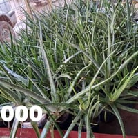 ألوفيرا طبيعي • ترطيب البشرة • سامراء حي الافراز