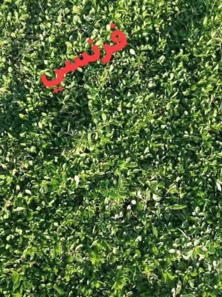 باسعار ثيل ديالى الطبيعي 🏡
أهلاً بكم في مجموعه مزارع ديالى لثيل الهندي الطبيعي 🌿🌱

 نقدم لكم افضل انوع الثيل الطبيعي عالي الجوده يتحمل كافه الضروف البيئية.🌦️🌞

دائم الخضرة🌿🌳 وباسعار تنافسيه وعروض مميزة ☘️❤️

#مستعدون لتجهيز وفرش الحدائق🏡 ودوائر الدولة🏡والمنازل🏡🏡

و تجهيز الملاعب🏟️ والمنتزهات بانسب الاسعار مع ضمان الجودة العالية في العمل👷👷

مع خدمة التوصيل خلال24ساعه🚛🚛  

الاسعار 💵💸 تختلف حسب الكمية 

للاستفسار الاتصال على : 

او التواصل مع الصفحه عن طريق ارسال رسالة على الوتساب او الاتصال📞‏***********
