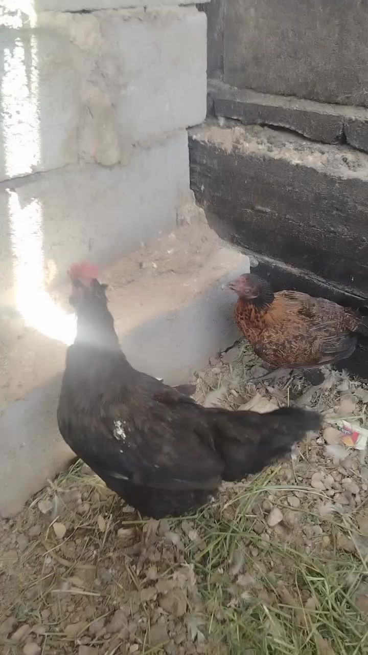 متاح دججتين عرب بس تك عين وحده بياضه وحده بعدي فروجه السعر 20 الف مكاني هيت


**إذا كنت صاحب هذا الإعلان وتريد حذفه لأي سبب، رجاءا أرسل رسالة إلى الدعم الفني**