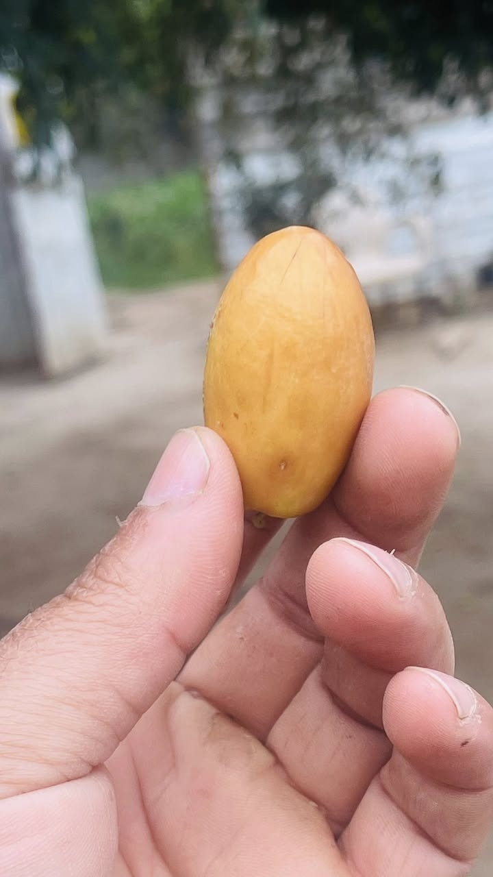 تطعيم كافة اصناف السدر سارع بالحجز قبل انتهاء فترة التطعيم     بابل كربلاء
***********
