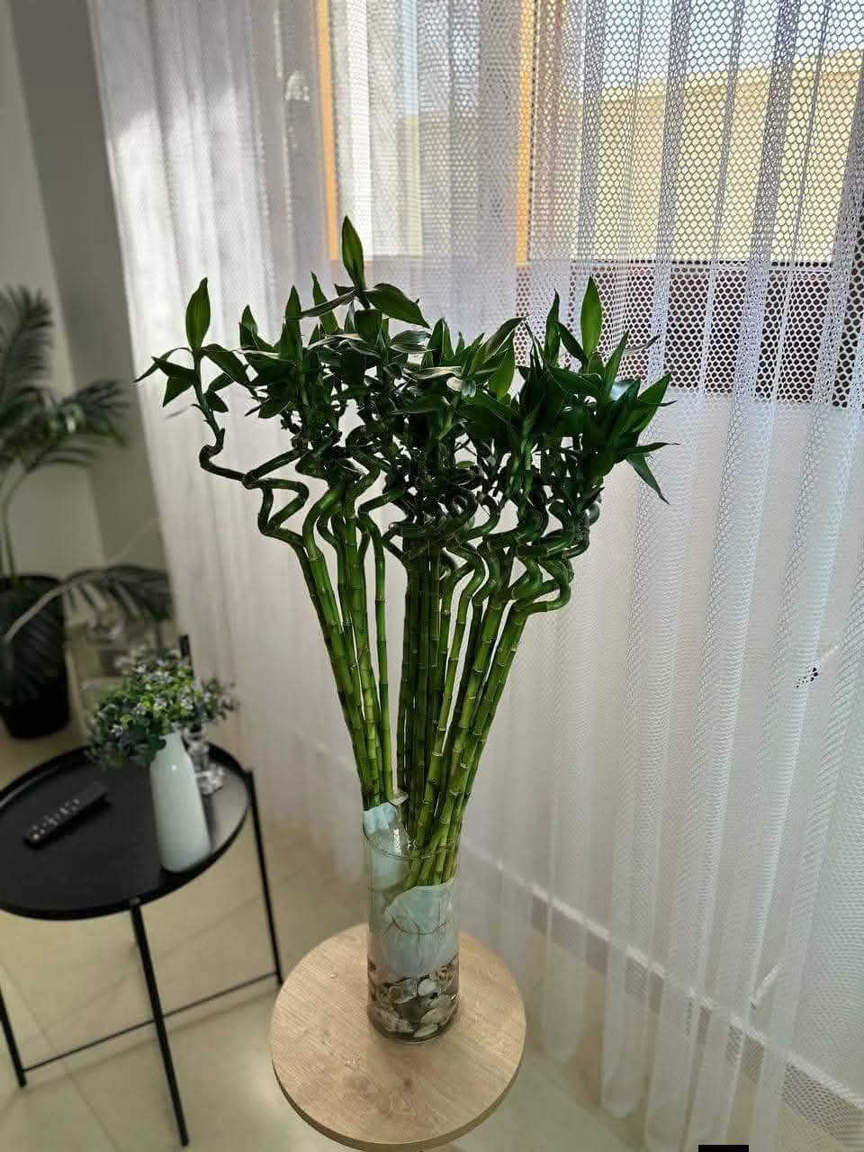 وصول وجبة جديدة 🌿
متوفر الآن نبات عصى موسى بأحجام مختلفة
مع توفر إكسسوارات ومستلزمات النباتات 🌱
للطلب والاستفسار يرجى مراسلتنا 📩
يوجد لدينا خدمة توصيل لكافة احياء مدينة الموصل 
***********
