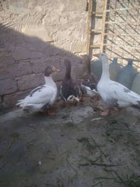 متاح للبيع زوجين قاز ثلاثه انثيه واحد فحل سعر 120 الف بيها مجال استفسا...