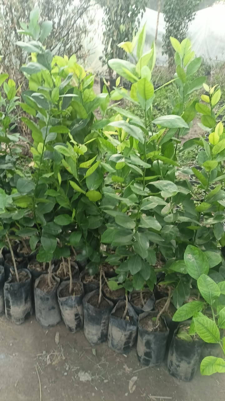 مشتل رسول الزراعي الإنتاج كافة انواع الاشجار الزينه والمثمره 
العنوان بابل مشروع المسيب شارع ابو لجاسم نهايته قرب التفصيخ للسيارات القديمه مشتل رسول الزراعي 
اسعار مناسبه جدا 
الاستفسار الاتصال بناء ***********
