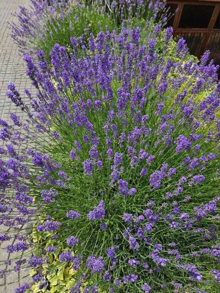 مشتل نباتات نادرة 🌿
توفرت شتلات اللافندر العطري الأصلي (Lavandula angustifolia) 💜
نبات مشهور عالمياً بجمال أزهاره البنفسجية ورائحته العطرية الهادئة التي تعطي للحديقة أو المنزل لمسة فخامة وراحة 🌸
💰 السعر: 8,000 دينار
📏 الارتفاع: 30 – 50 سم تقريباً
🚚 التوصيل: متوفر إلى جميع المحافظات
🌱 المواصفات:
نبات زينة عطري مميز جداً بأزهاره البنفسجية الجذابة ورائحته الطبيعية الجميلة، مناسب للحدائق المنزلية والأحواض والسطوح ويعطي منظر راقٍ وهادئ للمكان.
☀️ التحمل:
يتحمل الشمس والحرارة، ويتأقلم مع أجواء العراق، نبات قوي وسهل التربية وأثبت نجاحه في الحدائق.
🌸 الفوائد:
• يعطر الحديقة أو المنزل برائحة طبيعية جميلة.
• يعطي منظر جمالي راقٍ وجذاب.
• يجذب النحل والفراشات المفيدة للحديقة.
• نبات زينة دائم وسهل العناية.
🌿 طريقة العناية:
• يحتاج شمس مباشرة أغلب ساعات النهار.
• الري معتدل ويُفضل أن تكون التربة جيدة التصريف.
• تقليم خفيف بعد الإزهار يساعد على نمو فروع جديدة.
📞 للطلب والاستفسار:
***********
🌿 مشتل نباتات نادرة
نباتات مختارة بعناية لتزيين حدائقكم.
