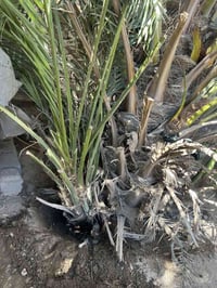 وبركاته يوجد فسائل للبيع   لؤلوه خياره خستاوي   للاستفسار 07814162460