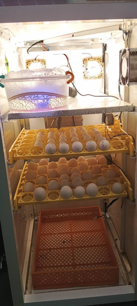 متاح
مفقصه صنع محلي
المنيوم تغليف فول عازل اجهزه حديثه
فول اوتوماتيك تقليب اوتوماتيك مبخره اوتوماتيك 
عنوان موصل الرشيديه 
شراي يتفضل على خاص 
 ***********📞
