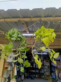 لبلاب ليموني • عصا موسى 1م • شارع عرق النسا