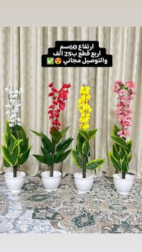 سيت • توصيل مجاني • عرض العيد