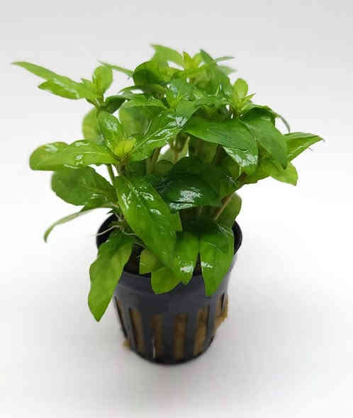 يا الله  اللهم صل على محمد وال محمد
عرض ناري ناري🔥 يخص النباتات لحد ما تخلص الكميه
نباتات طبيعيه لزراعة الاحواض كل 3 بــ 5 الف دينار
الي يشتري من معرضنا بملغ اكثر من 40 الف دينار توصيله مجاني وين مايكون يوصلك الباب بيتك مجاني مجاني 
العنوان
طوز خورماتو سايدين امام احمد مقابل قصابة حكمت 
☎️سيد ليث *********** واتساب او اتصال
☎سيد منتظر *********** واتساب او اتصال
🚚يتوفر خدمه توصيل داخل طوز خورماتو مجاني 
🚛 يتوفر خدمة توصيل جميع المحافظات 6 الف دينار
