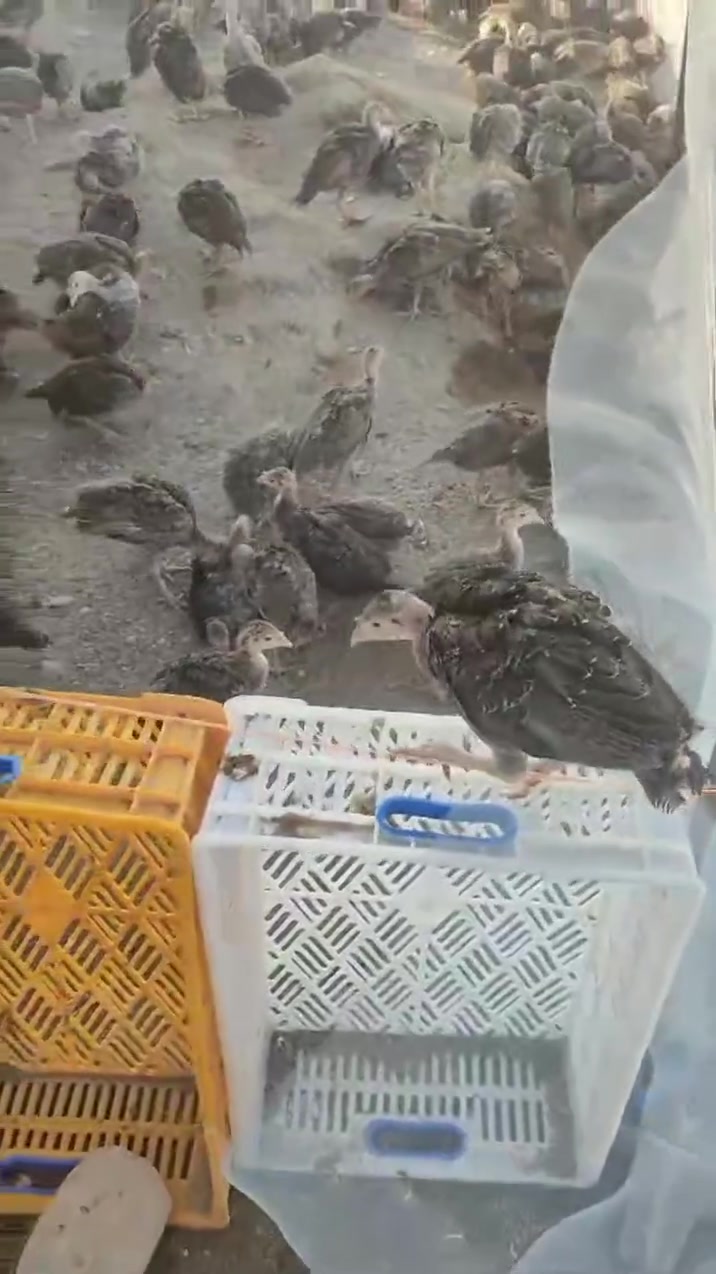 السلام عليكم وصول وجبه جديده من افراخ الفسيفس البرونزي الامريكي عمر 50 يوم سعر الزوج ب 20 الف ***********
